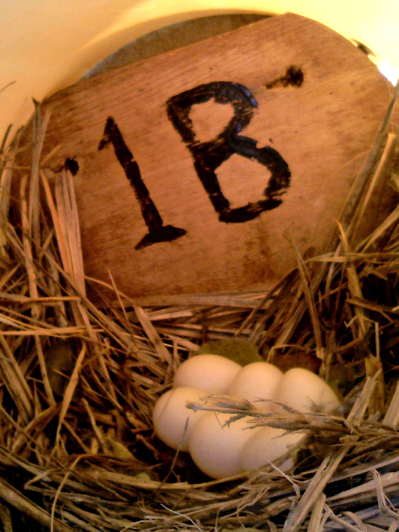 OPAS 1B
